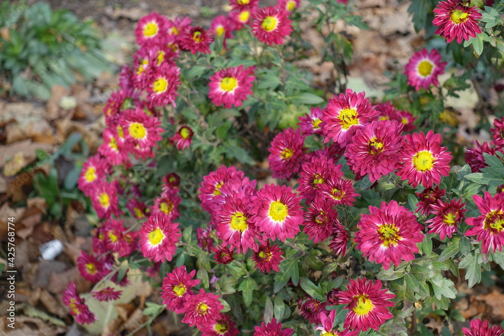 Multiple crimson and yellow flowers of Chrysanthemums in November