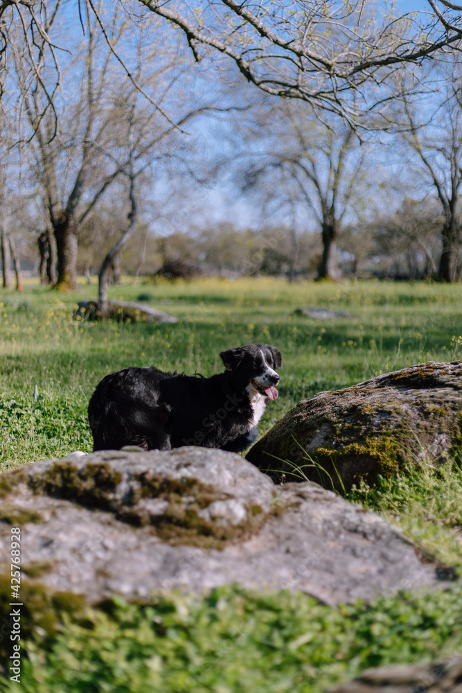 Fototapeta premium Perro en un campo 