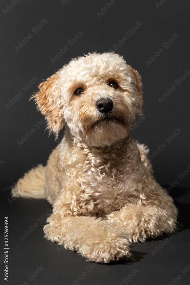 Adorable lying beige Labradoodle, isolated on a black background.