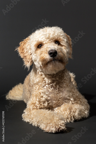 Adorable lying beige Labradoodle, isolated on a black background. © Karin Reine