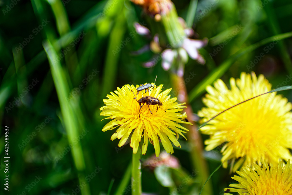 insects on a yellow flower insects on a yellow flower