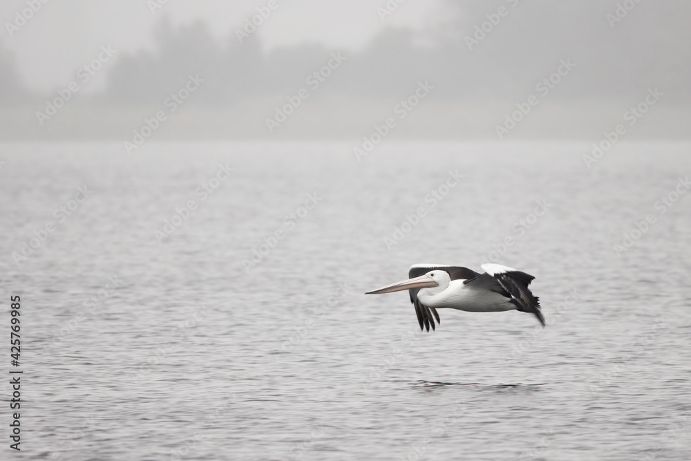 Pelican flying over a lake on a grey and foggy day. Nature concept Pelican flying over a lake on a grey and foggy day. Nature concept