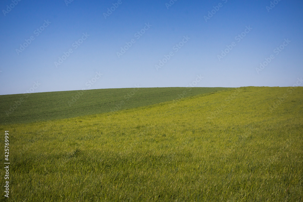 colline verte, au printemps avec des champs cultivés