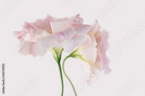 Delicate flowers of pink eustoma on a white background. Close-up.