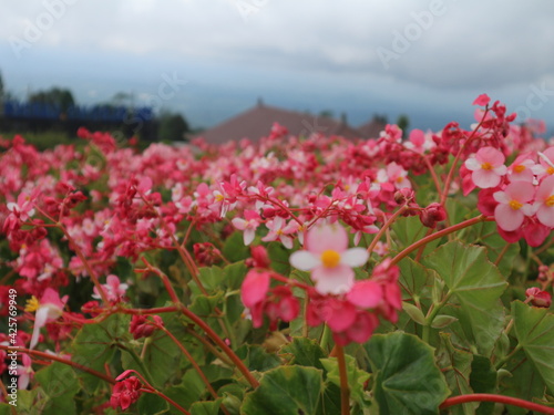 pink flowers in the garden
