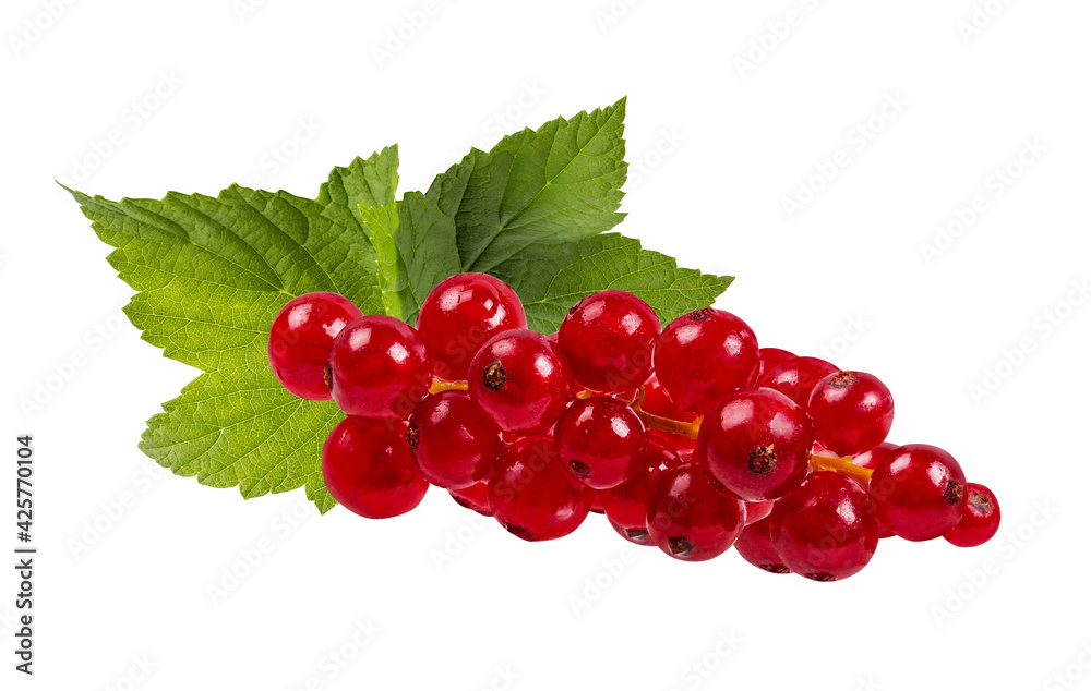 Red currant isolated on white background with clipping path Red currant isolated on white background with clipping path