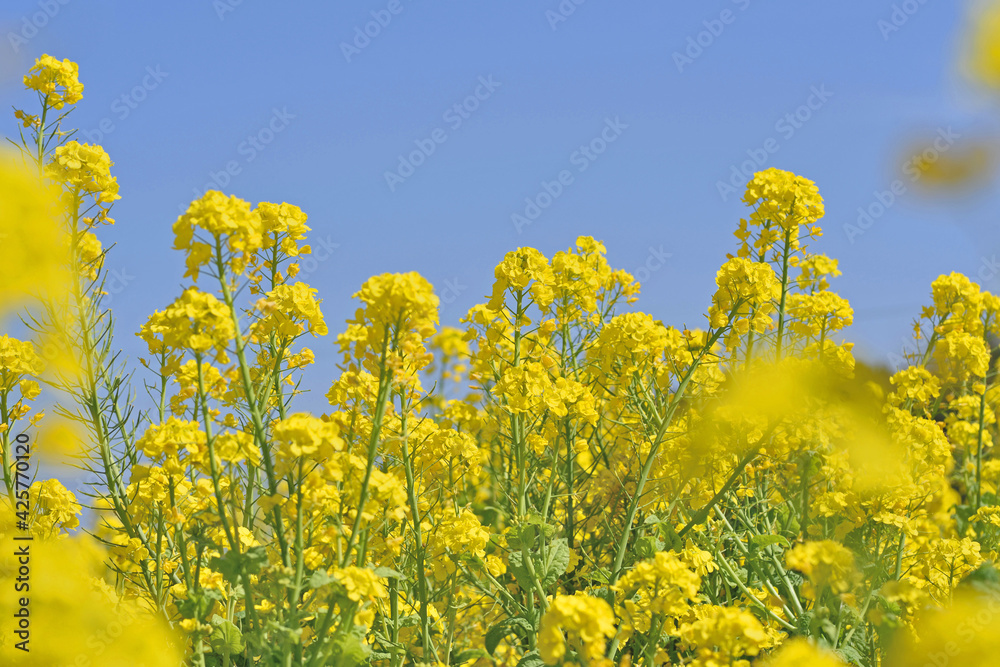 福ふくの里の菜の花 福ふくの里の菜の花