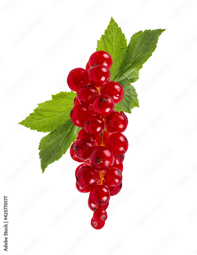 Red currant isolated on white background with clipping path Red currant isolated on white background with clipping path