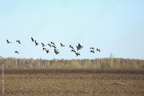 migratory birds flock of geese in the field, landscape seasonal migration of birds, hunting © kichigin19