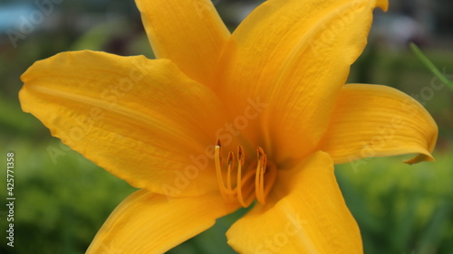 lili flower