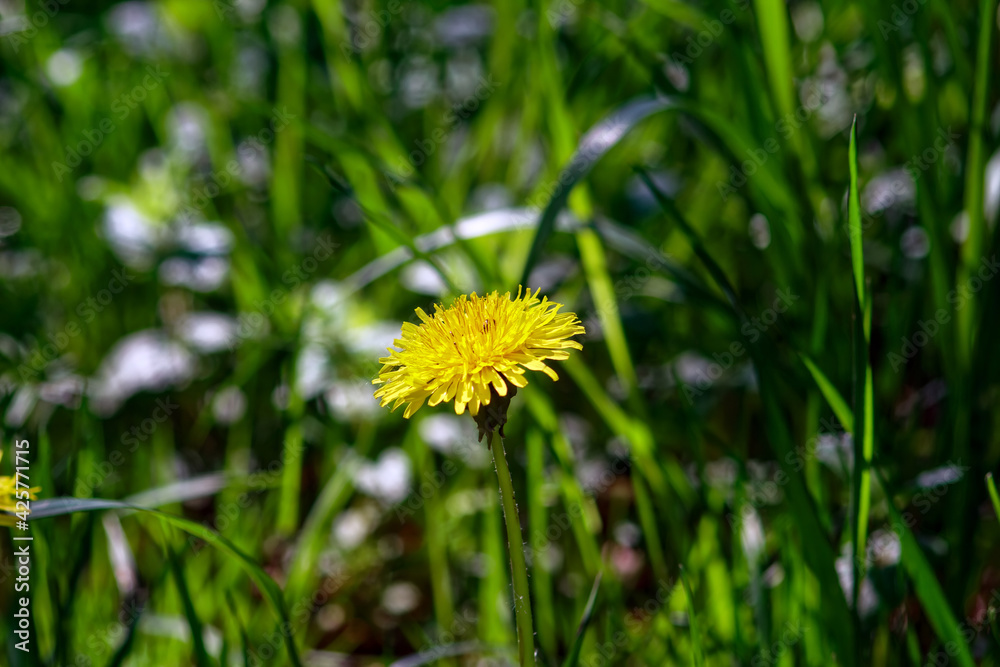yellow dandelion flower in the grass yellow dandelion flower in the grass