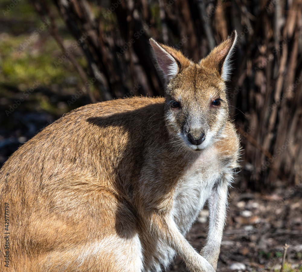 The agile wallaby, Macropus agilis also known as the sandy wallaby The agile wallaby, Macropus agilis also known as the sandy wallaby