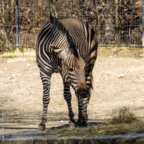 Hartmann's Mountain Zebra, Equus zebra hartmannae. An endangered zebra photo