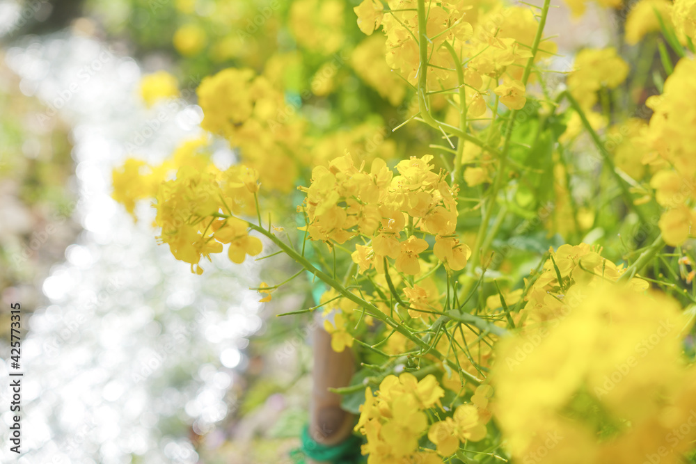 Rape blossoms blooming along the river. Rape blossoms blooming along the river.