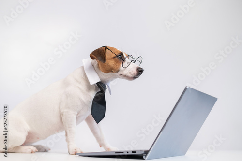 Smart dog jack russell terrier in a tie and glasses sits at a laptop on a white background. © Михаил Решетников