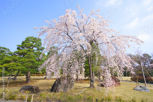 Japanese Garden at Nijojo-jo Castle in Kyoto City, Kyoto Pref., Japan photo