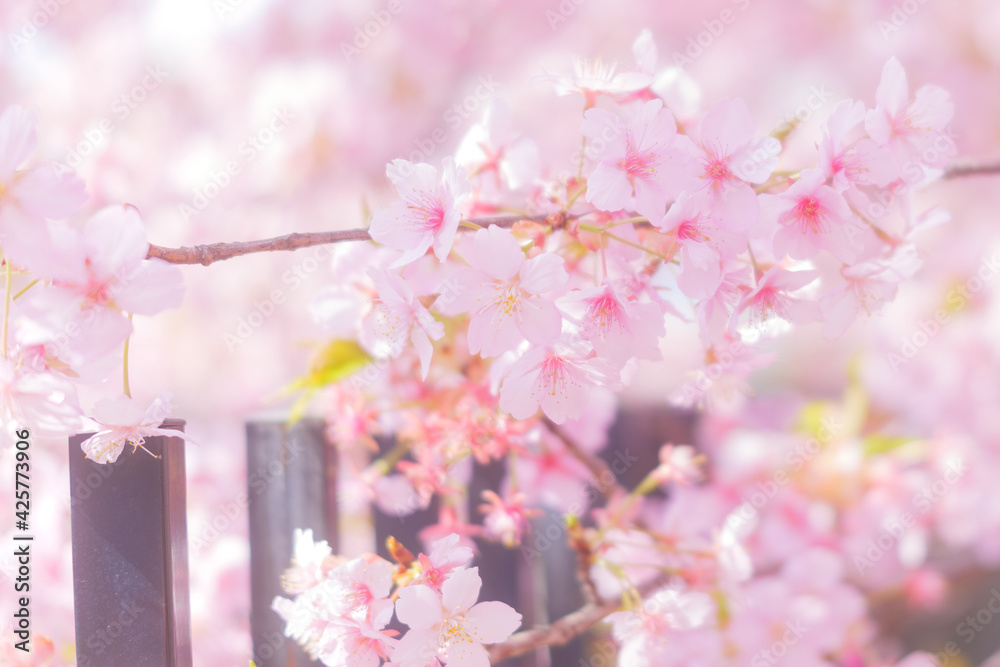 Cherry blossom petals swaying in the breeze in the spring sunshine Cherry blossom petals swaying in the breeze in the spring sunshine
