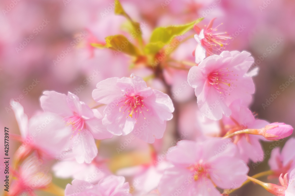 Cherry blossom petals swaying in the breeze in the spring sunshine