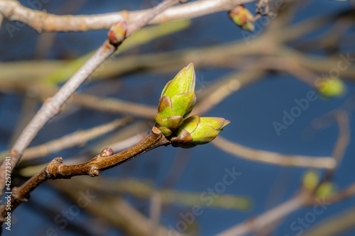 A close-up photo of buds on a tree. Blue blurry background. Picture from Eslov, Sweden