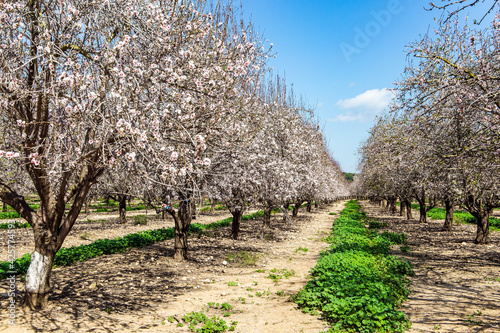 Grove of almond trees