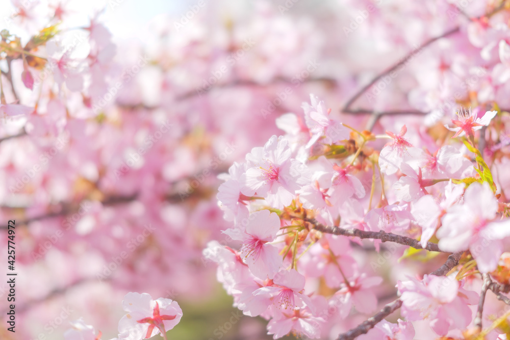 Cherry blossom petals swaying in the breeze in the spring sunshine