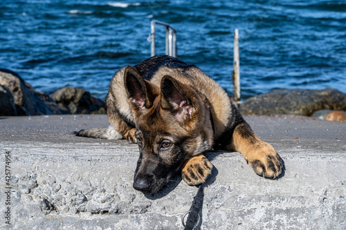 A close-up portrait of a fifteen weeks old German Shepherd puppy. Blue sky and ocean in the background