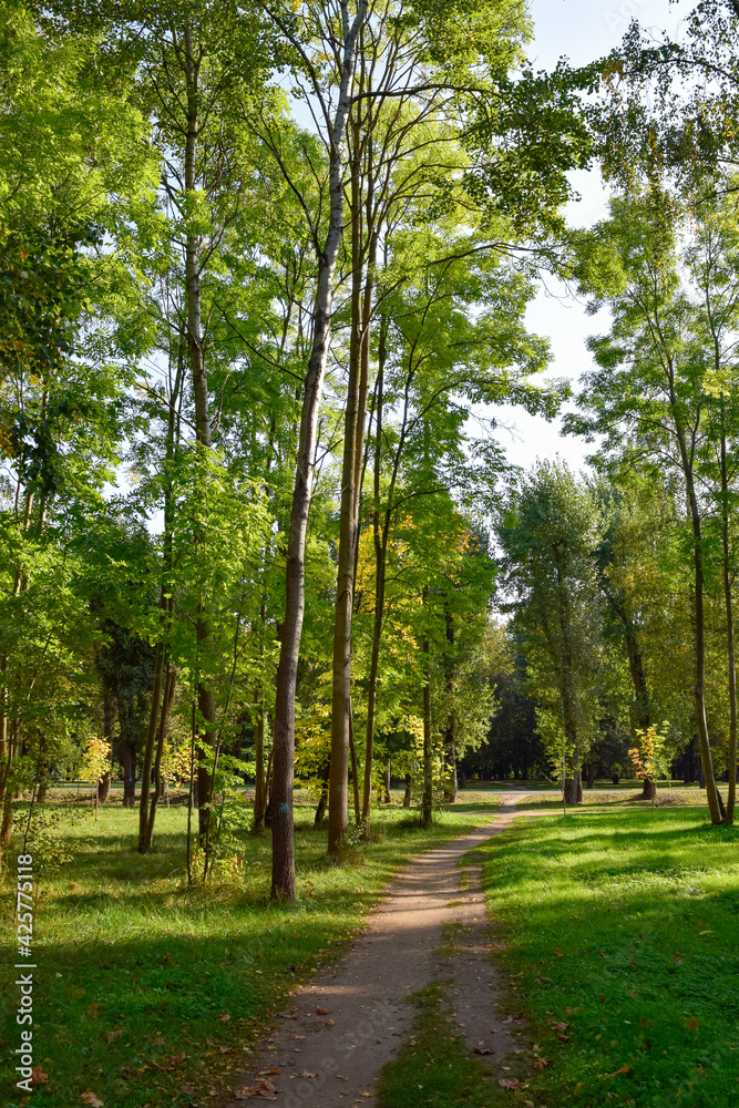 Fototapeta premium path in the park