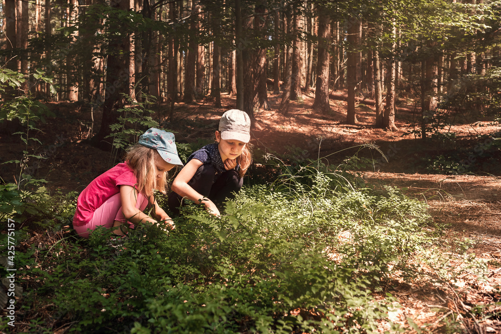 Two little girls pick berries in the forest. Children collect blueberries from the bushes Two little girls pick berries in the forest. Children collect blueberries from the bushes