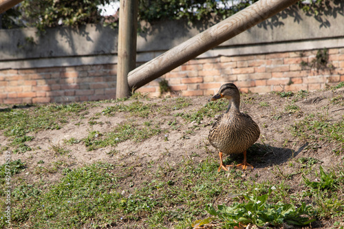 Brown mallard duck on the riverside with brick wall and wooden fence in the background.