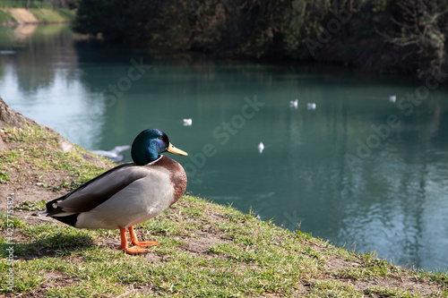 Colourful mallard duck on the grassy river bank with white birds in the background.