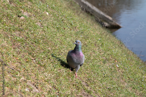 Grey pigeon walking on the shore of lake with green grass in a sunny day, frontal view.