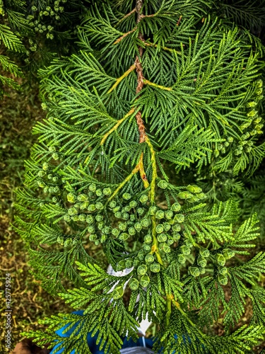 christmas branches