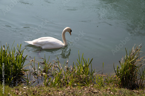 White Swan on blue lake near the shore, side view