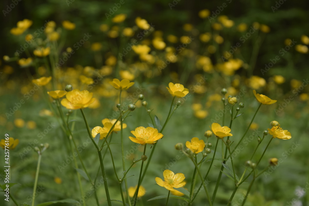 Fototapeta premium yellow flowers in the field