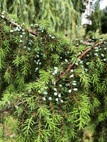 pine needles