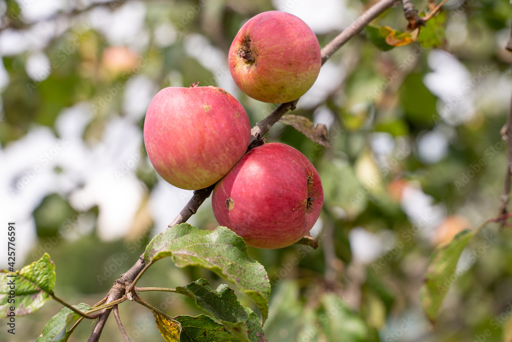 young apples ripen on the tree against the sky young apples ripen on the tree against the sky