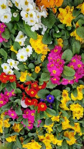 Colorful flowers of British Spring 2021 © Maira