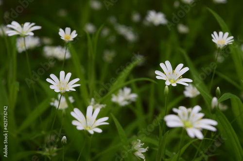 white daisies in the grass © bykot