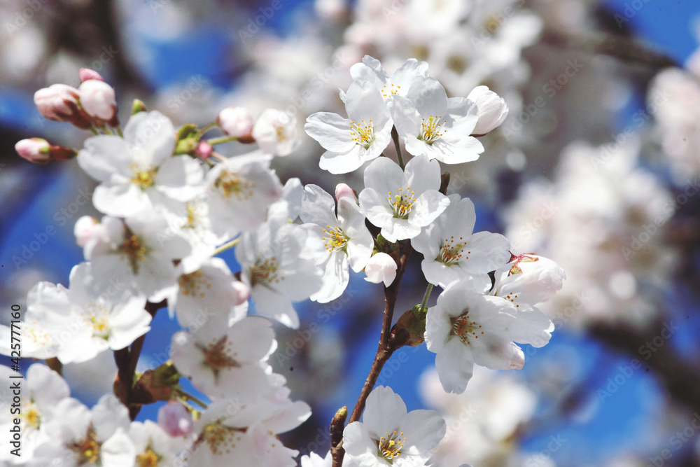 White cherry blossom in flower during the spring