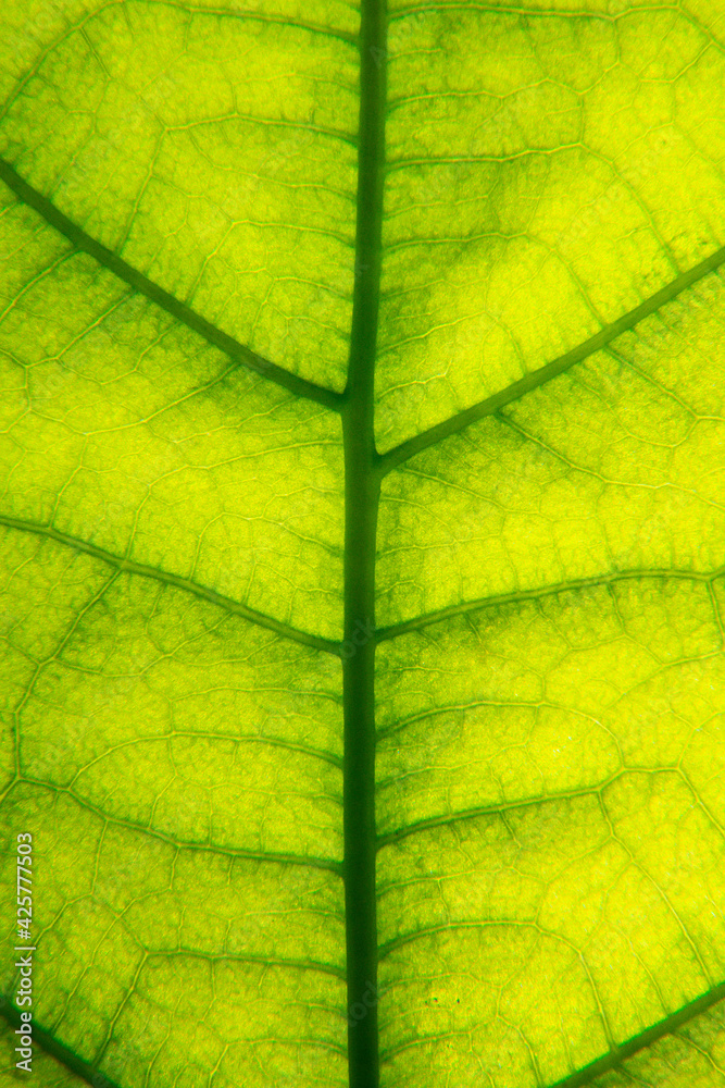 Obraz premium green texture