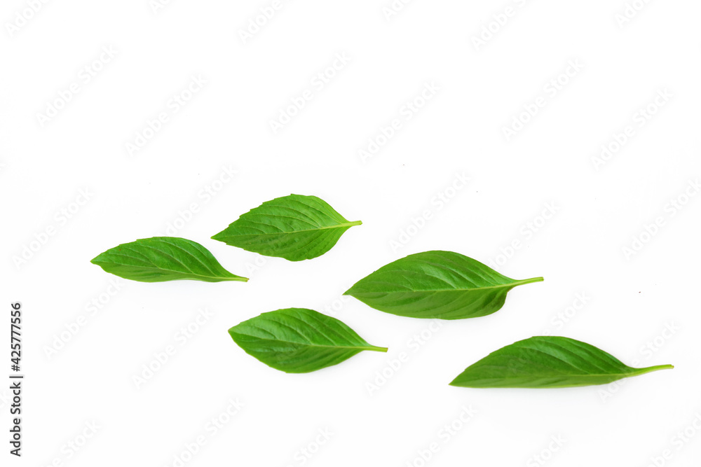 Basil leaves isolated on white