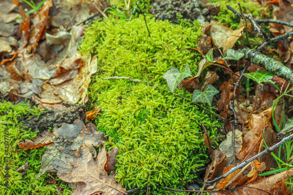 moss on the tree moss on the tree