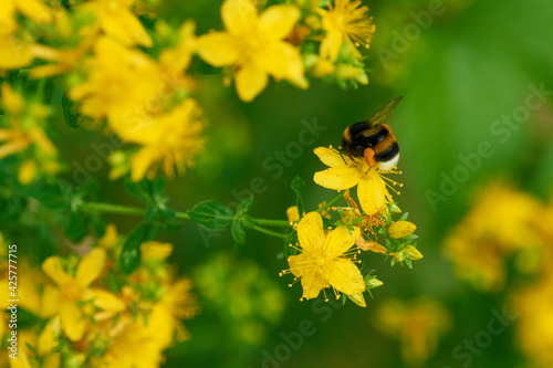 Gartenhummel (Bombus hortorum) auf  Echten Johanniskraut (Hypericum perforatum) photo