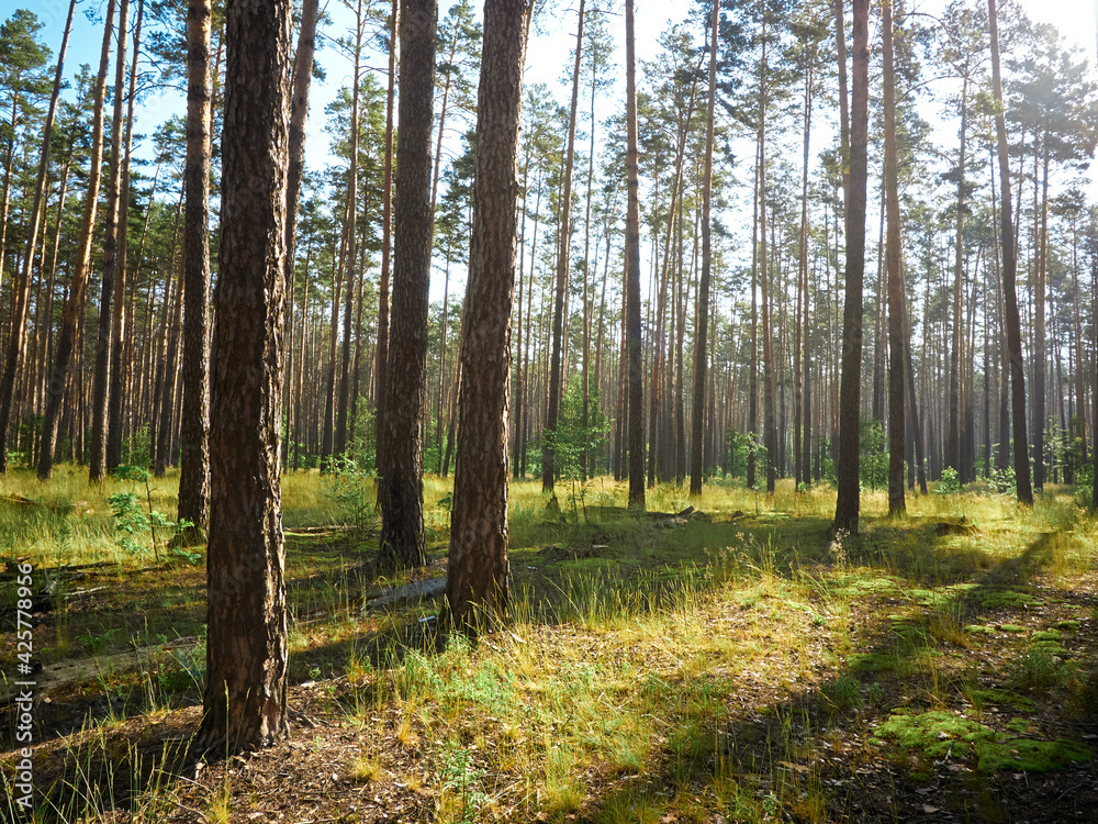 Beautiful landscape of pine forest in summer day. Beautiful landscape of pine forest in summer day.