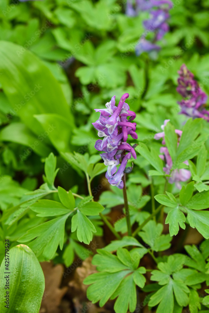 Corydalis cava in forest, beautiful flower Corydalis cava in forest, beautiful flower