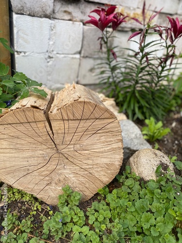 tree in the garden