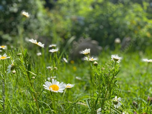 daisies in the grass