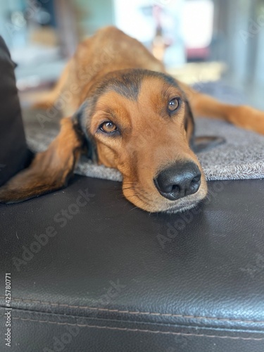 dog with a suitcase