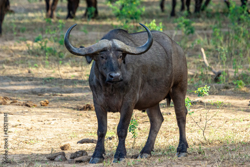 African buffalo with huge curled horns