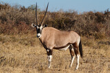 Oryx antelope in the namib desert